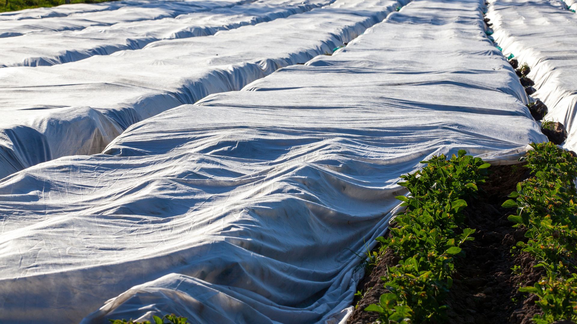 Advanced masterbatch enhances durability and UV protection in agricultural woven fabrics