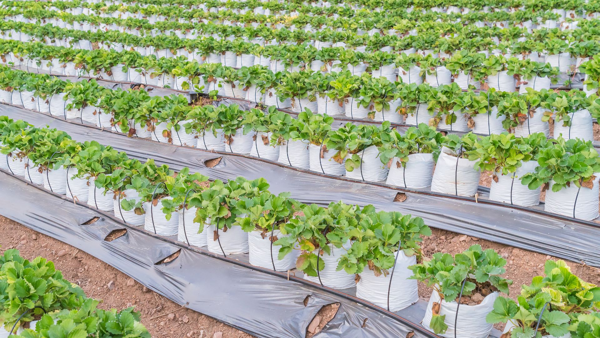 Agricultural films are exposed to sunlight, humidity, and agrochemicals